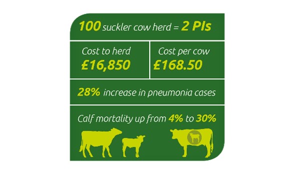 Graphic showing costs and percentages of bovine pneumonia cases